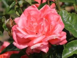 Edelrose 'Hamburger Deern' ® -Angebote Blumen Takt Store edelrose hamburger deern m003496 w 4