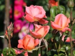 Edelrose 'Hamburger Deern' ® -Angebote Blumen Takt Store edelrose hamburger deern m003496 w 5