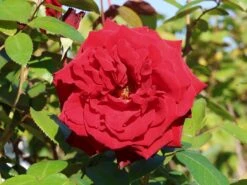 Edelrose 'Ingrid Bergman' ® -Angebote Blumen Takt Store edelrose ingrid bergman m003498 w 1