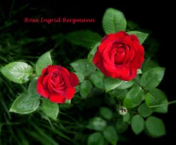 Edelrose 'Ingrid Bergman' ® -Angebote Blumen Takt Store edelrose ingrid bergmann m003498 1341765 0