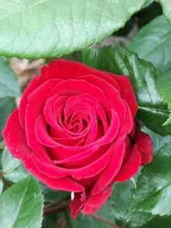 Edelrose 'Ingrid Bergman' ® -Angebote Blumen Takt Store edelrose ingrid bergmann m003498 977702 0