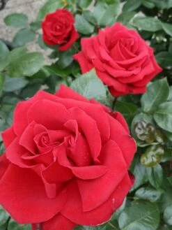 Edelrose 'Ingrid Bergman' ® -Angebote Blumen Takt Store edelrose ingrid bergmann m003498 977702 1