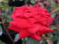 Edelrose 'Ingrid Bergman' ® -Angebote Blumen Takt Store edelrose ingrid bergmann m003498 w 0