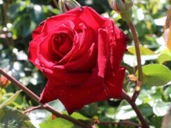 Edelrose 'Ingrid Bergman' ® -Angebote Blumen Takt Store edelrose ingrid bergmann m003498 w 2