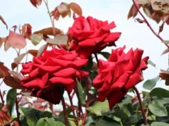 Edelrose 'Ingrid Bergman' ® -Angebote Blumen Takt Store edelrose ingrid bergmann m003498 w 4