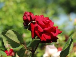 Edelrose 'Ingrid Bergman' ® -Angebote Blumen Takt Store edelrose ingrid bergmann m003498 w 6