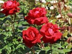 Edelrose 'Ingrid Bergman' ® -Angebote Blumen Takt Store edelrose ingrid bergmann m003498 w 8