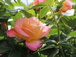 Edelrose 'Inspiration' ®