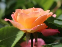 Edelrose 'Inspiration' ® -Angebote Blumen Takt Store edelrose inspiration adr rose m009439 w 0