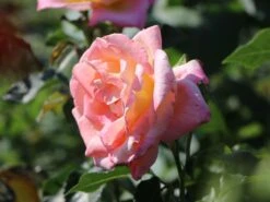 Edelrose 'Inspiration' ® -Angebote Blumen Takt Store edelrose inspiration adr rose m009439 w 2