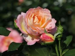 Edelrose 'Inspiration' ® -Angebote Blumen Takt Store edelrose inspiration adr rose m009439 w 4