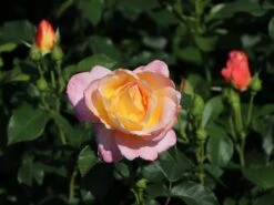 Edelrose 'Inspiration' ® -Angebote Blumen Takt Store edelrose inspiration adr rose m009439 w 5