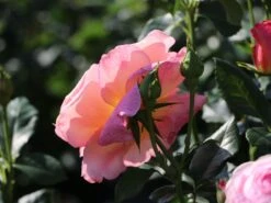 Edelrose 'Inspiration' ® -Angebote Blumen Takt Store edelrose inspiration adr rose m009439 w 7