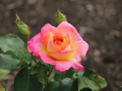 Edelrose 'Inspiration' ® -Angebote Blumen Takt Store edelrose inspiration m009439 w 0