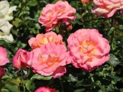 Edelrose 'Inspiration' ® -Angebote Blumen Takt Store edelrose inspiration m009439 w 1
