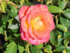 Edelrose 'Inspiration' ® -Angebote Blumen Takt Store edelrose inspiration m009439 w 3