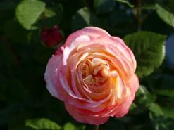 Edelrose 'Kordes Jubilee' -Angebote Blumen Takt Store edelrose kordes jubilee m056554 577963 1