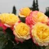 Edelrose 'Kordes Jubilee' 2 Edelrose 'Kordes Jubilee' -Angebote Blumen Takt Store edelrose kordes jubilee m056554 h 0