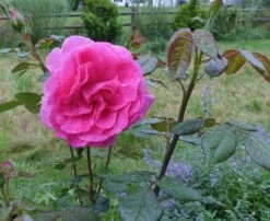 Edelrose 'Lady Like' ® -Angebote Blumen Takt Store edelrose lady like m005920 871383 0