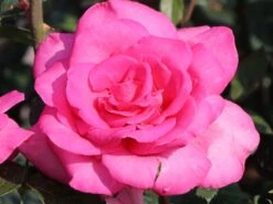 Edelrose 'Lady Like' ® -Angebote Blumen Takt Store edelrose lady like m005920 w 5