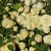 Edelrose 'Lemon Rokoko' ® / Noblesse ® Spray-Rose -Angebote Blumen Takt Store edelrose lemon rokoko noblesse spray rose m101968 h 0