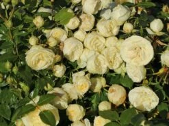 Edelrose 'Lemon Rokoko' ® / Noblesse ® Spray-Rose