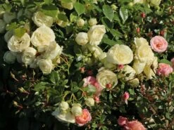 Edelrose 'Lemon Rokoko' ® / Noblesse ® Spray-Rose -Angebote Blumen Takt Store edelrose lemon rokoko noblesse spray rose m101968 w 1