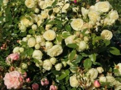 Edelrose 'Lemon Rokoko' ® / Noblesse ® Spray-Rose -Angebote Blumen Takt Store edelrose lemon rokoko noblesse spray rose m101968 w 2