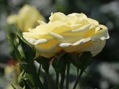 Edelrose 'Limona' ®