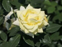 Edelrose 'Limona' ® -Angebote Blumen Takt Store edelrose limona m099256 w 1