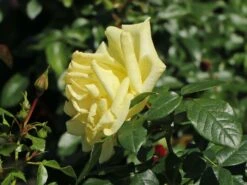 Edelrose 'Limona' ® -Angebote Blumen Takt Store edelrose limona m099256 w 11