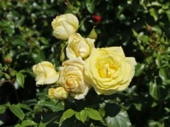 Edelrose 'Limona' ® -Angebote Blumen Takt Store edelrose limona m099256 w 2