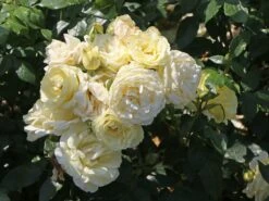 Edelrose 'Limona' ® -Angebote Blumen Takt Store edelrose limona m099256 w 6