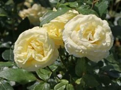 Edelrose 'Limona' ® -Angebote Blumen Takt Store edelrose limona m099256 w 7