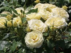 Edelrose 'Limona' ® -Angebote Blumen Takt Store edelrose limona m099256 w 8