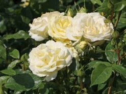 Edelrose 'Limona' ® -Angebote Blumen Takt Store edelrose limona m099256 w 9