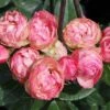 Edelrose 'Lovely Rokoko' ®