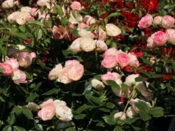 Edelrose 'Lovely Rokoko' ® -Angebote Blumen Takt Store edelrose lovely rokoko m094367 w 0