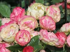 Edelrose 'Lovely Rokoko' ® -Angebote Blumen Takt Store edelrose lovely rokoko m094367 w 1