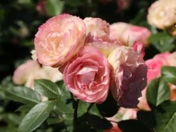 Edelrose 'Lovely Rokoko' ® -Angebote Blumen Takt Store edelrose lovely rokoko m094367 w 10