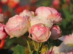 Edelrose 'Lovely Rokoko' ® -Angebote Blumen Takt Store edelrose lovely rokoko m094367 w 11