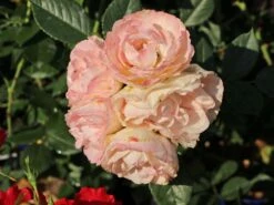 Edelrose 'Lovely Rokoko' ® -Angebote Blumen Takt Store edelrose lovely rokoko m094367 w 12