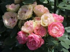 Edelrose 'Lovely Rokoko' ® -Angebote Blumen Takt Store edelrose lovely rokoko m094367 w 3