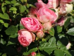 Edelrose 'Lovely Rokoko' ® -Angebote Blumen Takt Store edelrose lovely rokoko m094367 w 4