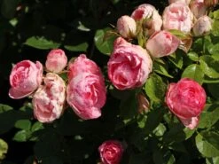 Edelrose 'Lovely Rokoko' ® -Angebote Blumen Takt Store edelrose lovely rokoko m094367 w 5