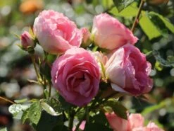 Edelrose 'Lovely Rokoko' ® -Angebote Blumen Takt Store edelrose lovely rokoko m094367 w 6