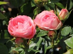 Edelrose 'Lovely Rokoko' ® -Angebote Blumen Takt Store edelrose lovely rokoko m094367 w 7