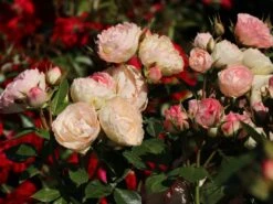 Edelrose 'Lovely Rokoko' ® -Angebote Blumen Takt Store edelrose lovely rokoko m094367 w 8