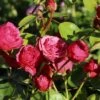 Edelrose 'Magic Rokoko' ® / Noblesse ® Spray-Rose