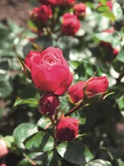 Edelrose 'Magic Rokoko' ® / Noblesse ® Spray-Rose -Angebote Blumen Takt Store edelrose magic rokoko noblesse spray rose m101969 w 0